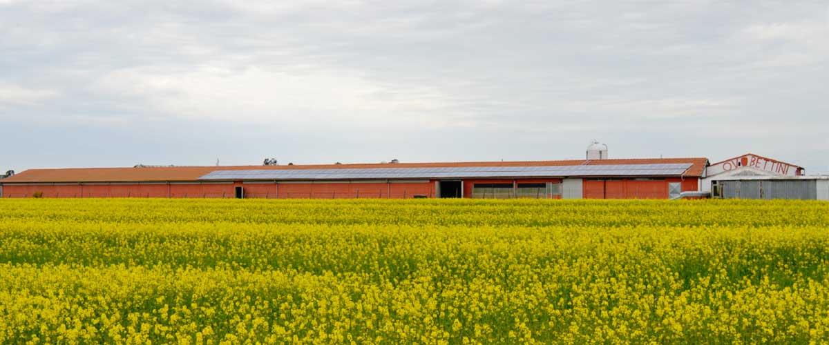 Fauglia_1200x500 Fauglia_1200x500