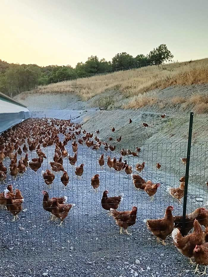 galline_700x933 galline_700x933